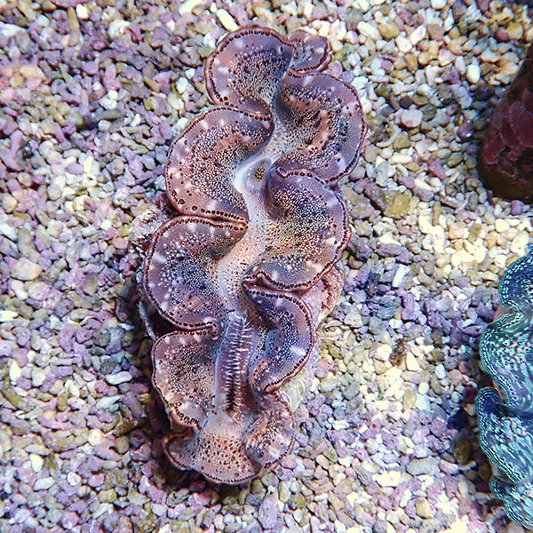 Large purple giant clam with a frilled, dotted mantle resting on gravel substrate