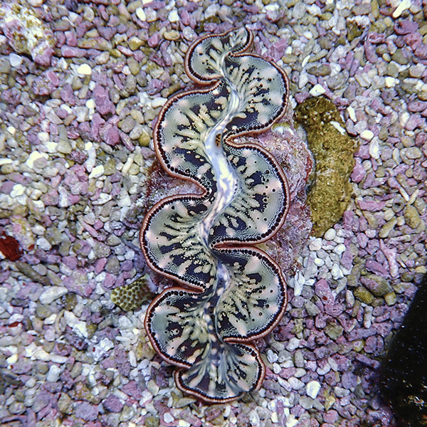 【サンゴ現物2】シラナミガイ 10-12cm
