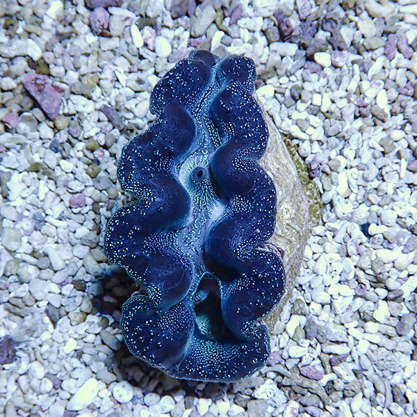 【サンゴ現物1】ヒメシャコガイ 8-9cm