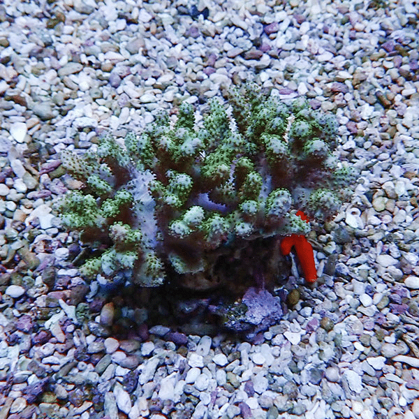 【サンゴ現物1】トサカ.sp 9-8cm 沖縄産