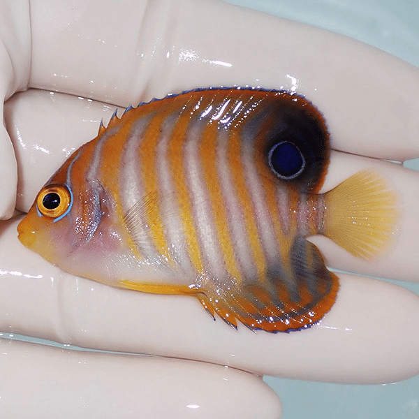 【現物1】ニシキヤッコ 6cm±