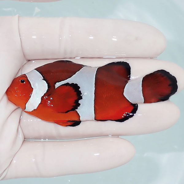 【現物1】カクレクマノミbig 7.5cm±