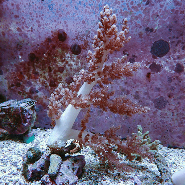 【サンゴ現物1】チヂミトサカ 12-22cm 沖縄産