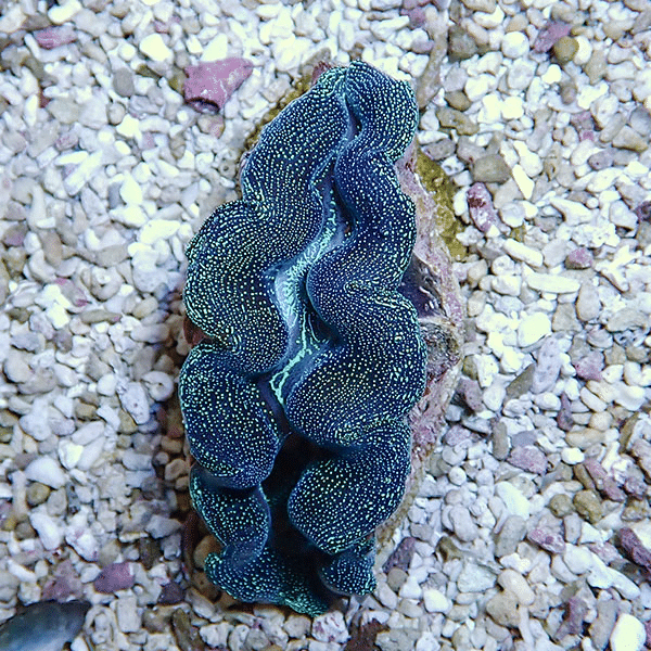 【サンゴ現物2】ヒメシャコガイ 8-9cm