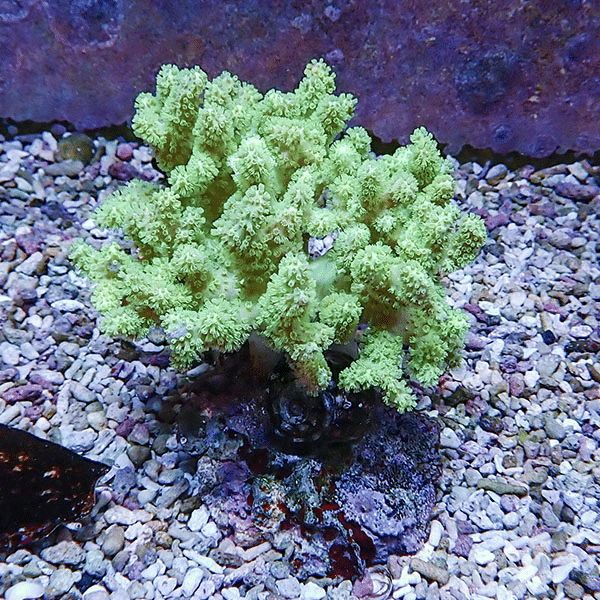 【サンゴ現物2】トサカ.sp 9-9cm 沖縄産