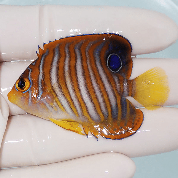 【現物2】ニシキヤッコ 5.5cm±