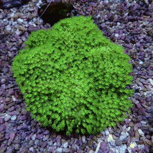 Bright green moss ball with star-shaped leaves resting on multicolored gravel.