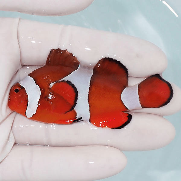 【現物2】カクレクマノミbig 7.5cm±