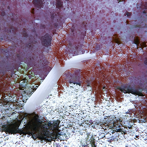 【サンゴ現物2】チヂミトサカ 11-16cm 沖縄産