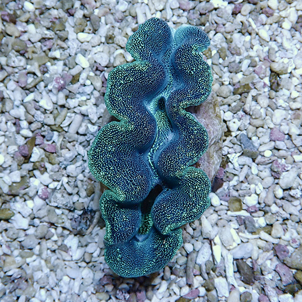 【サンゴ現物3】ヒメシャコガイ 8-9cm