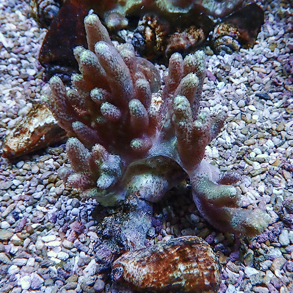 【サンゴ現物3】トサカ.sp 9-10cm 沖縄産