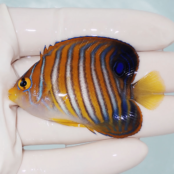 【現物3】ニシキヤッコ 6.3cm±