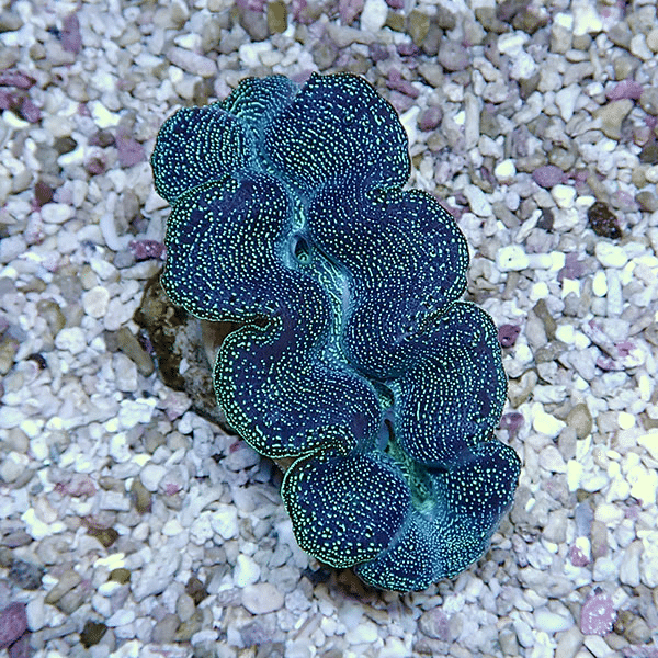 【サンゴ現物4】ヒメシャコガイ 8-9cm
