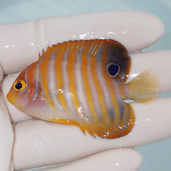 【現物4】ニシキヤッコ 6cm±