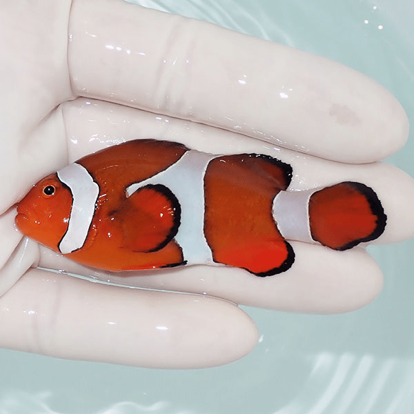【現物4】カクレクマノミbig 7.5cm