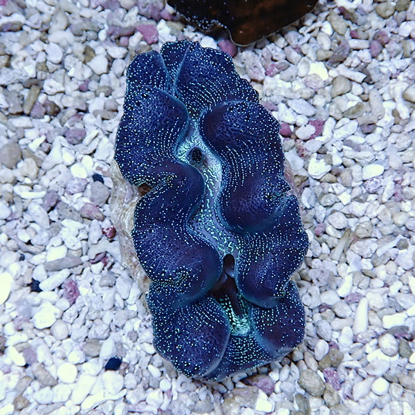 【サンゴ現物5】ヒメシャコガイ 8-9cm