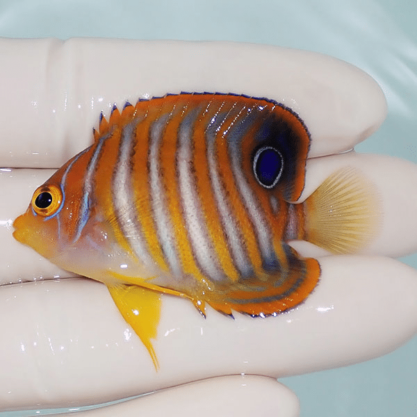 【現物5】ニシキヤッコ 5.5cm±