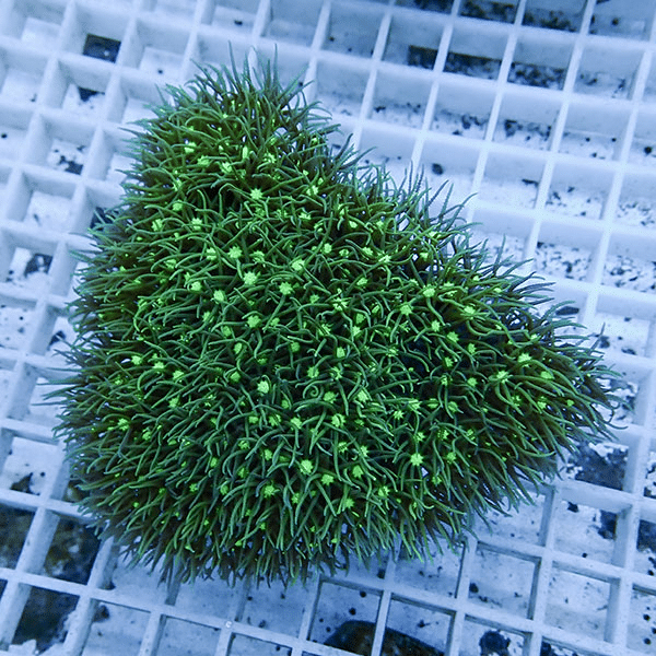 【サンゴ現物5】スターポリプ