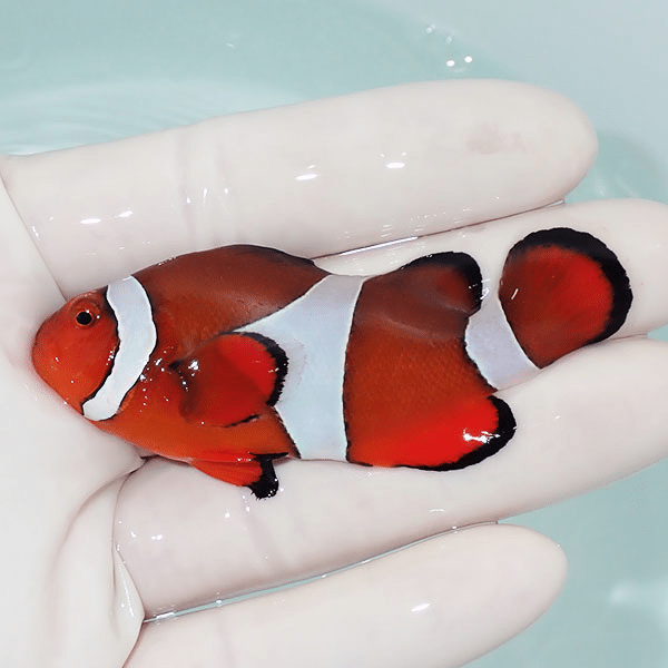 【現物5】カクレクマノミbig 7.2cm