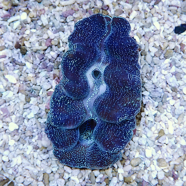 【サンゴ現物6】ヒメシャコガイ 8-9cm