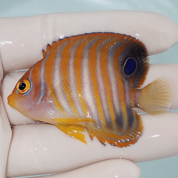 【現物6】ニシキヤッコ 6cm±