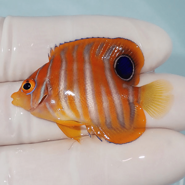 【現物6】ニシキヤッコ 4.5cm±