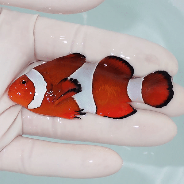 【現物6】カクレクマノミbig 8cm±