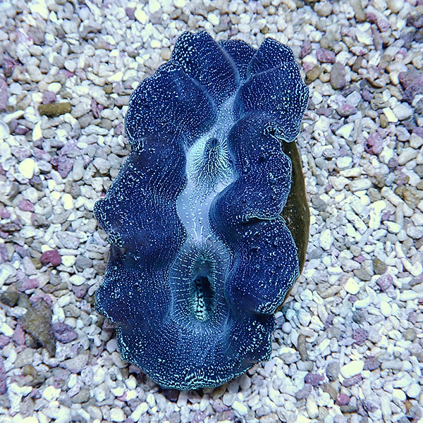 【サンゴ現物7】ヒメシャコガイ 8-9cm