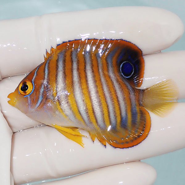 【現物7】ニシキヤッコ 6cm±