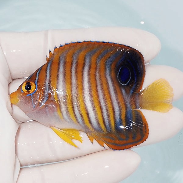 【現物7】ニシキヤッコ 7cm±