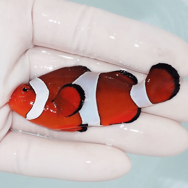 【現物7】カクレクマノミbig 7cm±