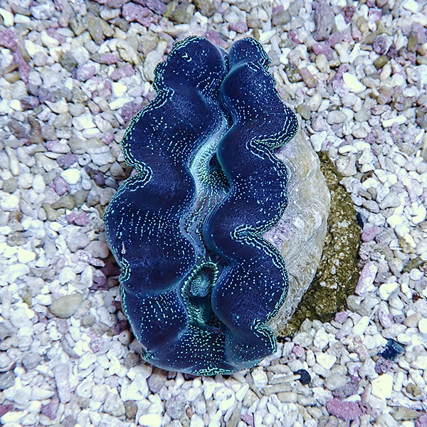 【サンゴ現物8】ヒメシャコガイ 8-9cm
