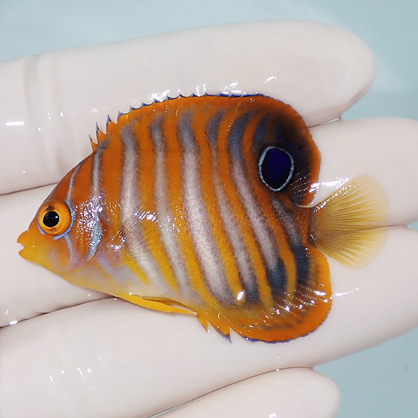 【現物8】ニシキヤッコ 5.2cm±