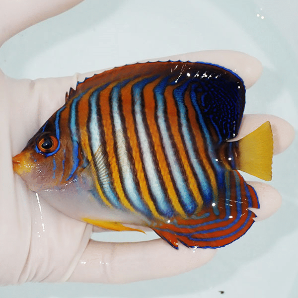 【現物8】ニシキヤッコ 11cm±