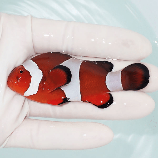 【現物8】カクレクマノミbig 8cm±