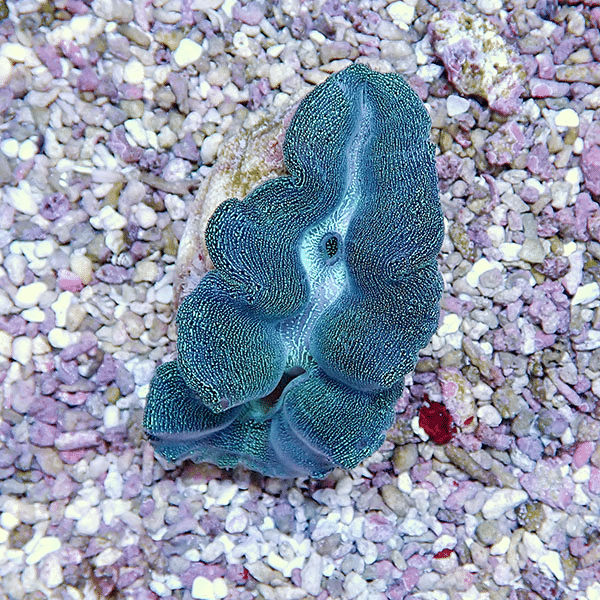 【サンゴ現物9】ヒメシャコガイ 8-9cm