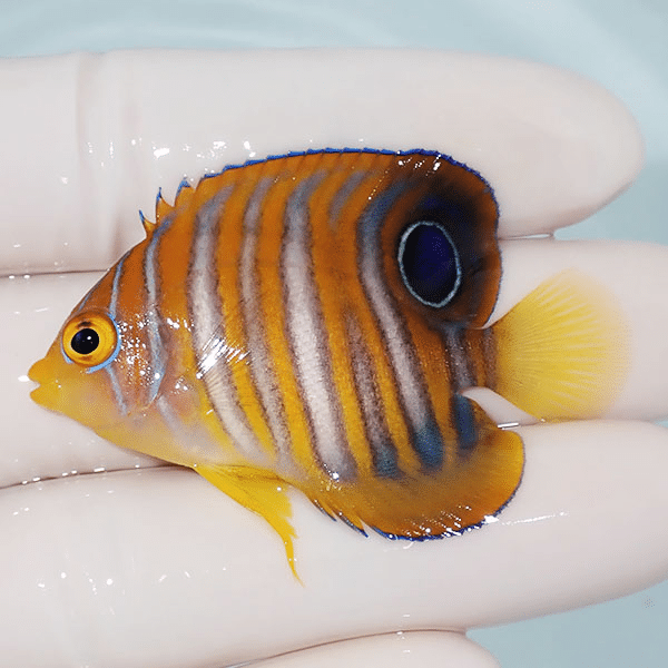 【現物9】ニシキヤッコ 5.2cm±
