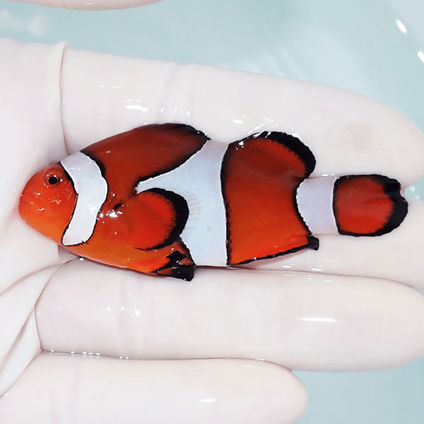 【現物9】カクレクマノミbig 7cm±