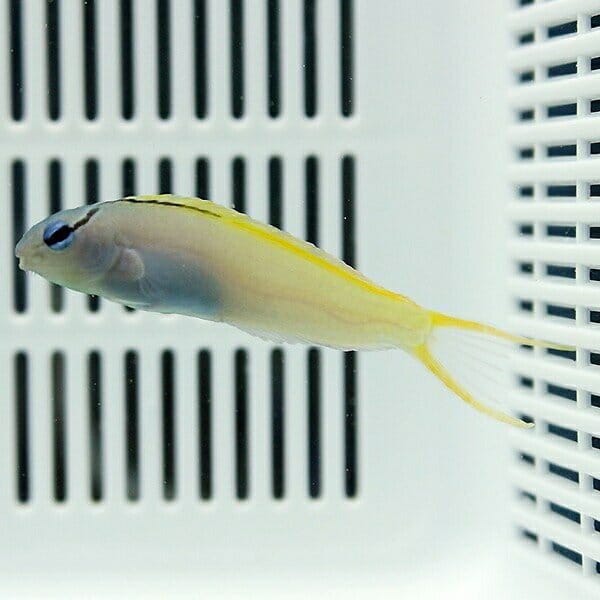 オウゴンニジギンポ 4-6cm±