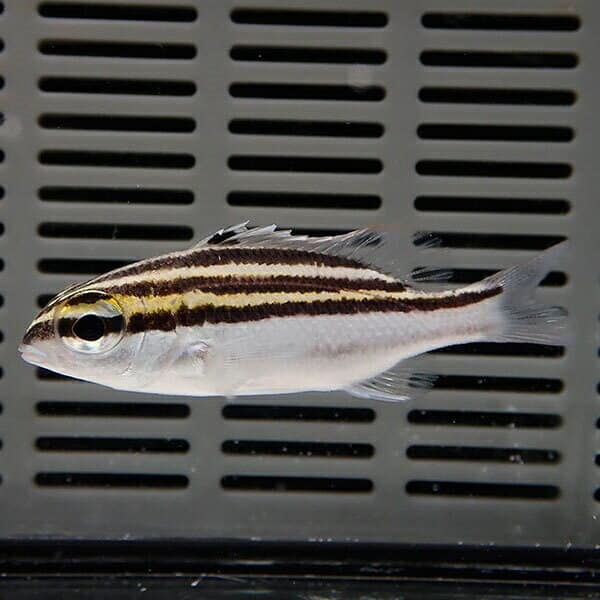 フタスジタマガシラ 5-7cm±