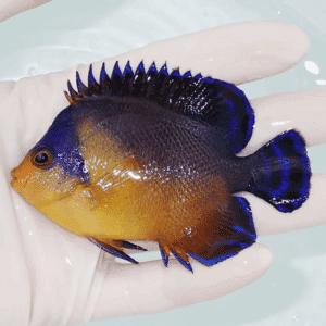 Tiny tropical fish with electric blue dorsal and tail fins and orange body held in a gloved hand.” - concise option