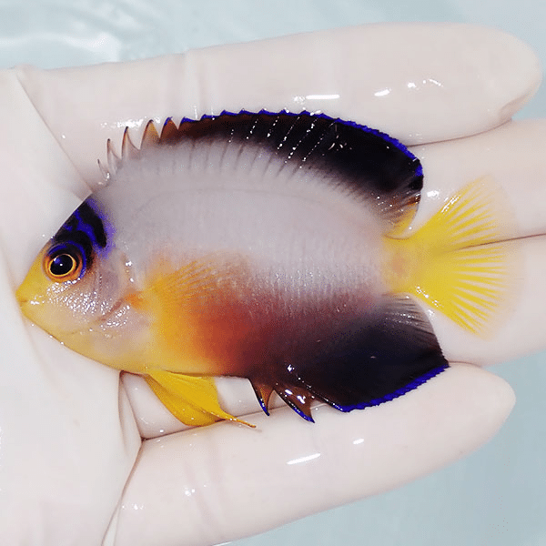 【現物1】粒エサOK マルチカラーエンゼル 7cm±