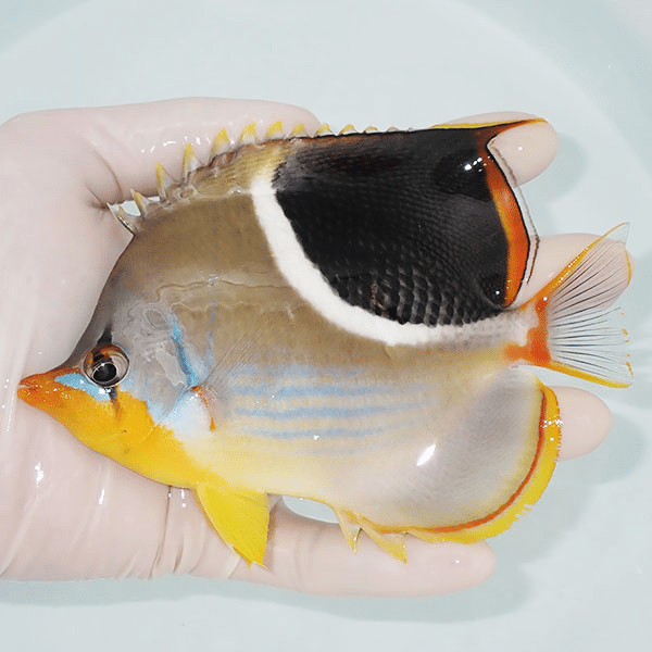 【現物】セグロチョウ 14cm±
