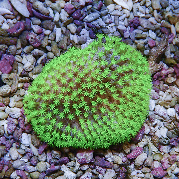 【サンゴ現物1】ウミキノコ メタリックグリーン 6-5cm