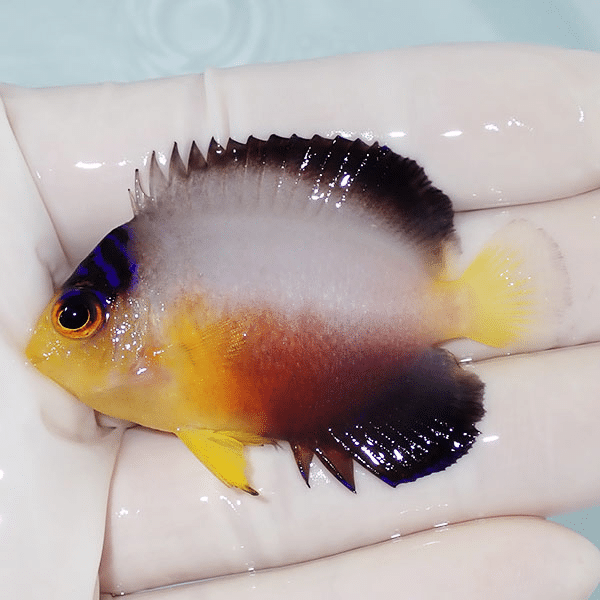 【現物2】粒エサOK ヒレスレ有り マルチカラーエンゼル 6cm±