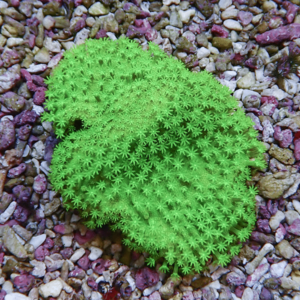 【サンゴ現物2】ウミキノコ メタリックグリーン 6.5-5cm