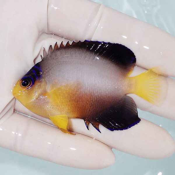 【現物3】粒エサOK マルチカラーエンゼル 7cm±