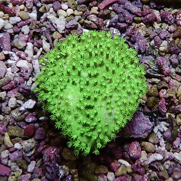 【サンゴ現物3】ウミキノコ メタリックグリーン 5-5cm