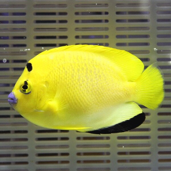 シテンヤッコ 8-10cm±