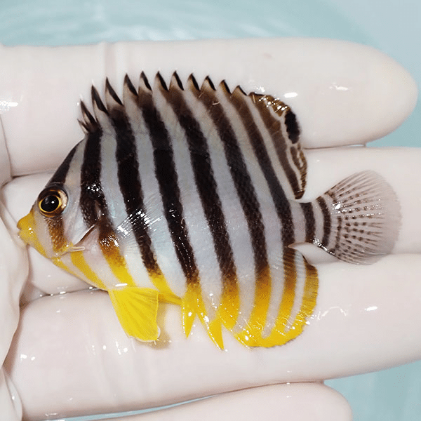 【現物10】シマヤッコ 5.5cm±